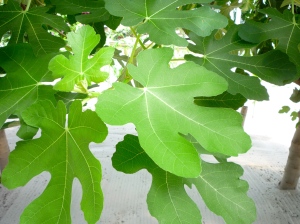 fig-leaves